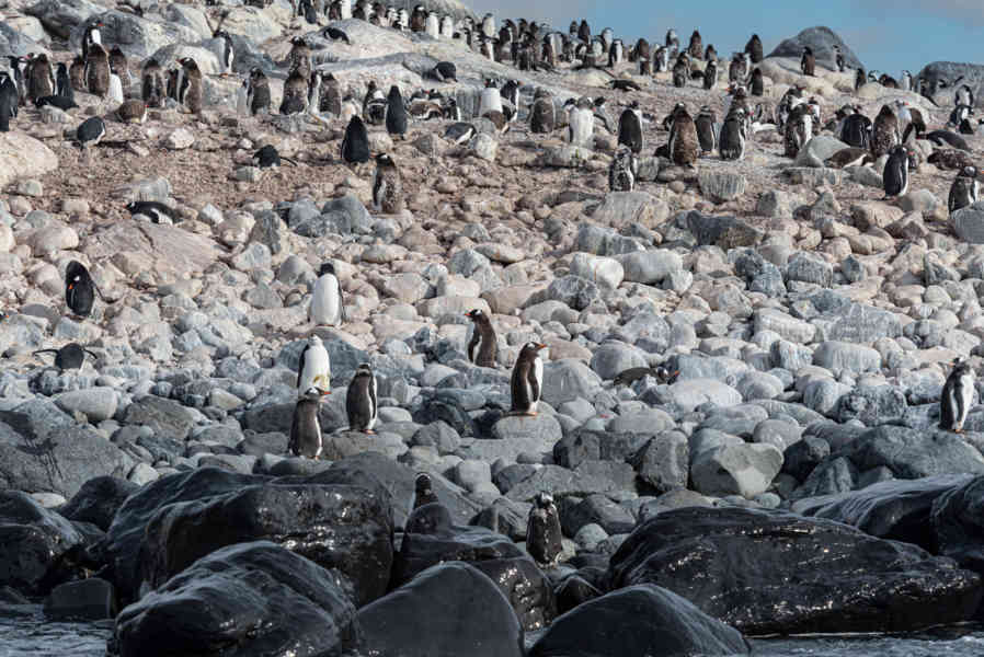 Pingüino Papua o Gentoo - isla Robert - islas Shetland del Sur 04.jpg